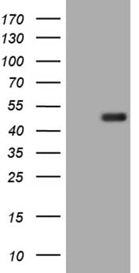 HEK293T cells were transfected with the pCMV6-ENTRY control (Left lane) or pCMV6-ENTRY BLZF1 (, Right lane) cDNA for 48 hrs and lysed. Equivalent amounts of cell lysates (5 ug per lane) were separated by SDS-PAGE and immunoblotted with anti-BLZF1 (1:2000). 