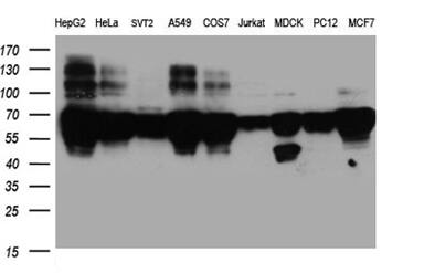 Western blot analysis of extracts (35ug) from 9 different cell lines by using anti-BNIPL monoclonal antibody (1:500).