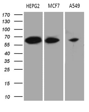 Western Blot HABP2 Antibody (OTI8D6)
