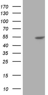 HEK293T cells were transfected with the pCMV6-ENTRY control (Left lane) or pCMV6-ENTRY BLZF1 (, Right lane) cDNA for 48 hrs and lysed. Equivalent amounts of cell lysates (5 ug per lane) were separated by SDS-PAGE and immunoblotted with anti-BLZF1 (1:2000). 