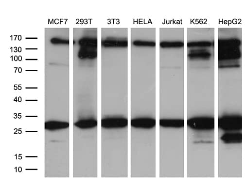 Western blot analysis of extracts (35ug) from 7 different cell lines by using anti-RAB23 monoclonal antibody (1:500).