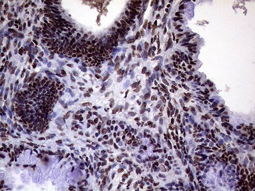 Immunohistochemistry:XRN2 Antibody (OTI5F4)[NBP3-44953]