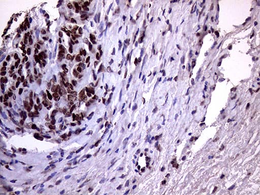Immunohistochemistry:XRN2 Antibody (OTI5F4)[NBP3-44953]