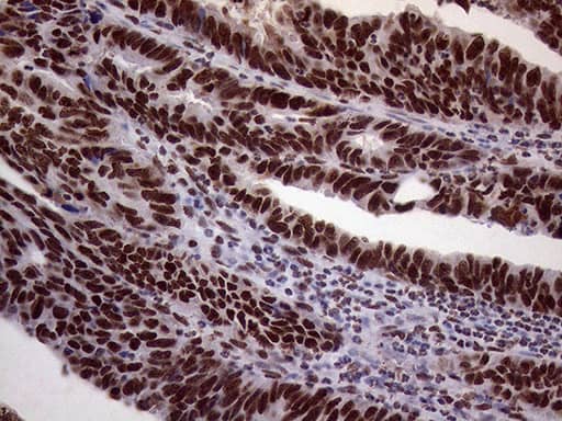 Immunohistochemistry:XRN2 Antibody (OTI5F4)[NBP3-44953]