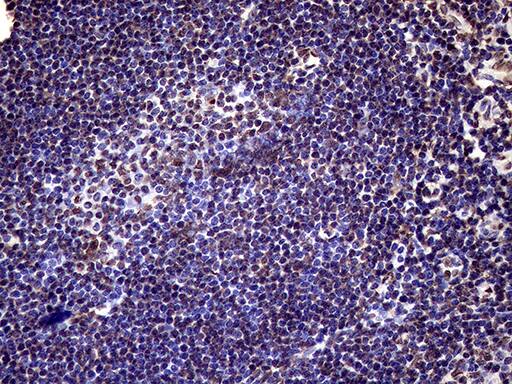 Immunohistochemistry:XRN2 Antibody (OTI5F4)[NBP3-44953]