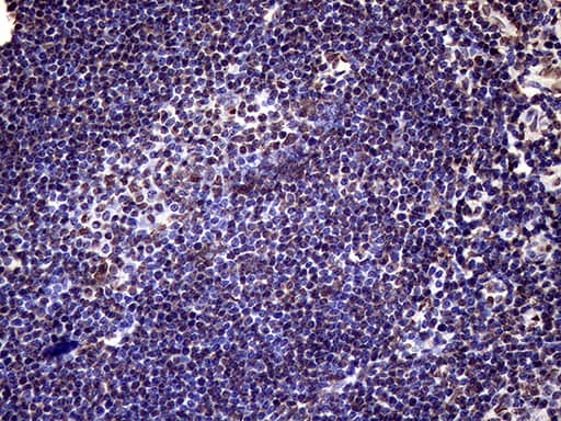 Immunohistochemistry XRN2 Antibody (OTI5F4)