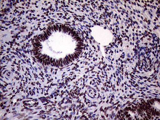 Immunohistochemistry XRN2 Antibody (OTI5F4)