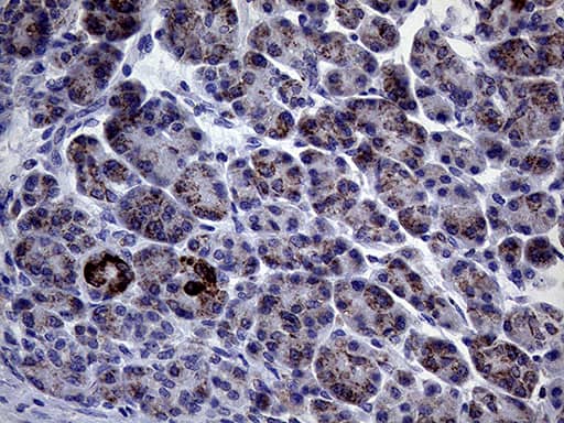 Immunohistochemical staining of paraffin-embedded Human pancreas tissue within the normal limits using anti-CLIP4 mouse monoclonal antibody. Heat-induced epitope retrieval by EDTA solution buffer pH 8.0 at 120Â°C for 3 min.
