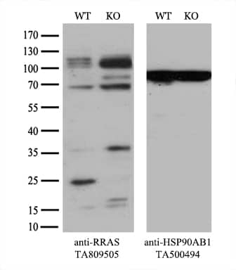 Equivalent amounts of cell lysates (10 ug per lane) of wild-type HeLa cells (WT, # and RRAS-Knockout HeLa cells (KO, ) were separated by SDS-PAGE and immunoblotted with anti-RRAS monoclonal antibody TA809505 (1:500). Then the blotted membrane was stripped and reprobed with anti-HSP90 antibody as a loading control.
