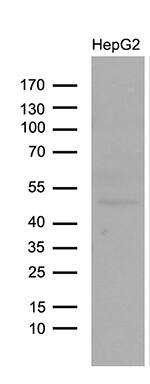 Western blot analysis of extracts (35ug) from HepG2 by using anti-LHX4 monoclonal antibody (1:500).