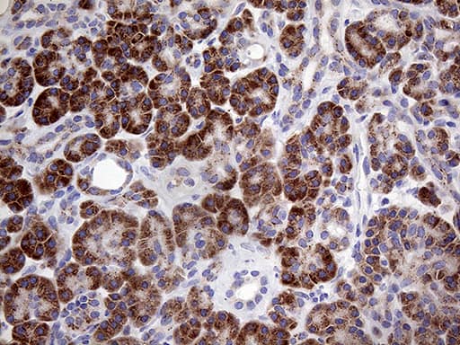Immunohistochemical staining of paraffin-embedded Human pancreas tissue within the normal limits using anti-MYOT mouse monoclonal antibody. Heat-induced epitope retrieval by EDTA solution buffer pH 8.0 at 120Â°C for 3 min.