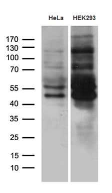 Western blot analysis of extracts (35ug) from 2 different cell lines by using anti-MEIS1 monoclonal antibody (1:500).