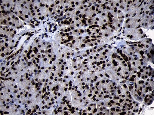 Immunohistochemical staining of paraffin-embedded Human pancreas tissue within the normal limits using anti-HOXC4 mouse monoclonal antibody. Heat-induced epitope retrieval by EDTA solution buffer pH 8.0 at 120Â°C for 3 min.