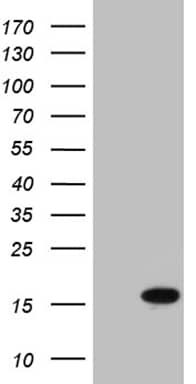 HEK293T cells were transfected with the pCMV6-ENTRY control (Left lane) or pCMV6-ENTRY SH3BGRL (, Right lane) cDNA for 48 hrs and lysed. Equivalent amounts of cell lysates (5 ug per lane) were separated by SDS-PAGE and immunoblotted with anti-SH3BGRL (1:2000). 