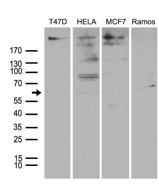Western blot analysis of extracts (35ug) from 4 different cell lines by using anti-MTA3 monoclonal antibody (1:500).