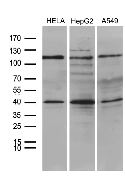 Western blot analysis of extracts (35ug) from 3 different cell lines by using anti-PHF20L1 monoclonal antibody (1:500).