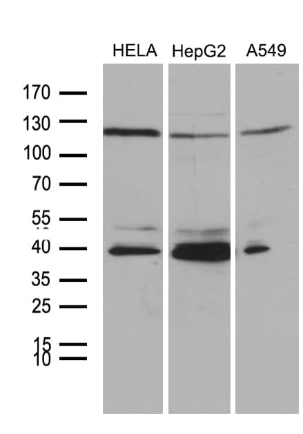 Western blot analysis of extracts (35ug) from 3 different cell lines by using anti-PHF20L1 monoclonal antibody (1:500).
