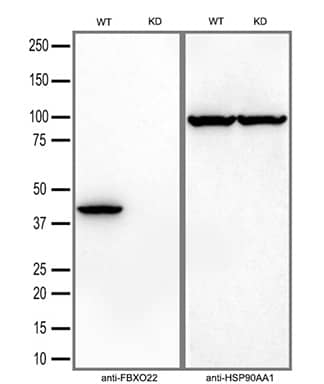 Western Blot FBXO22 Antibody (OTI1H1)