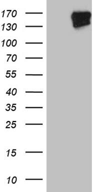 HEK293T cells were transfected with the pCMV6-ENTRY control ( Left lane) or pCMV6-ENTRY FYCO1 ( Right lane) cDNA for 48 hrs and lysed. Equivalent amounts of cell lysates (5 ug per lane) were separated by SDS-PAGE and immunoblotted with anti-FYCO1 (1:2000). Positive lysates