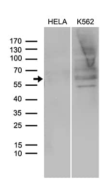 Western blot analysis of extracts (35ug) from 2 different cell lines by using anti-SPAG4 monoclonal antibody (1:500).