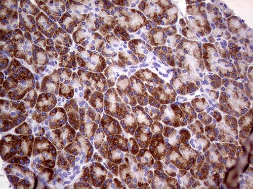 Immunohistochemical staining of paraffin-embedded Human pancreas tissue within the normal limits using anti-USP40 mouse monoclonal antibody. Heat-induced epitope retrieval by EDTA solution buffer pH 8.0 at 120Â°C for 3 min.