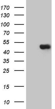 Western Blot TEKT2 Antibody (OTI1E6)