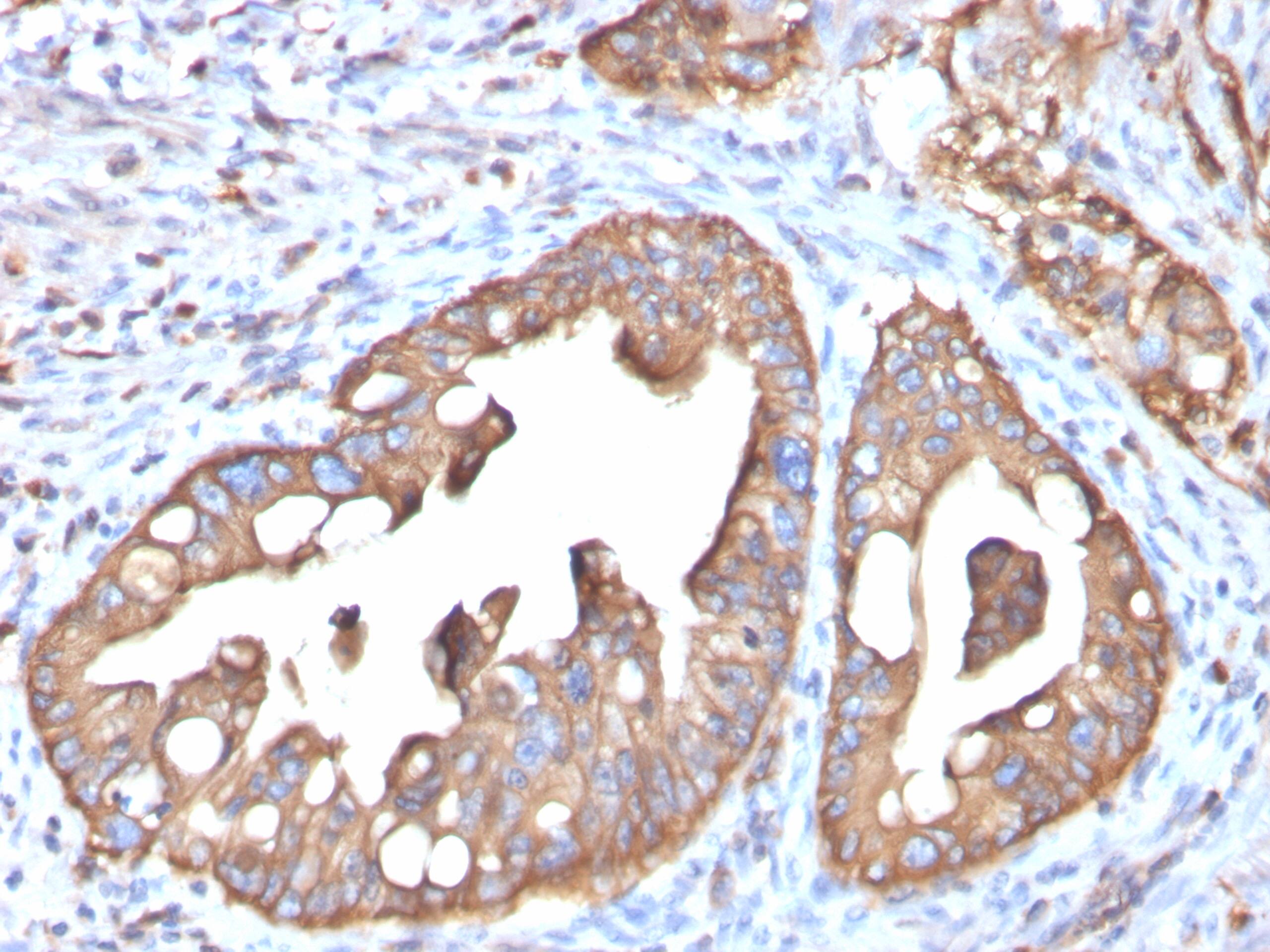 Formalin-fixed, paraffin-embedded human small intestine stained with Aquaporin-4 Antibody (AQP4/3323) - Azide and BSA Free). HIER: Tris/EDTA, pH9.0, 45min. 2  : HRP-polymer, 30min. DAB, 5min.