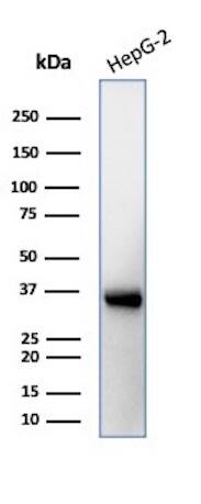 Western Blot Analysis of HepG2 cell lysate using Aquaporin-4 Antibody (AQP4/3323) - Azide and BSA Free.