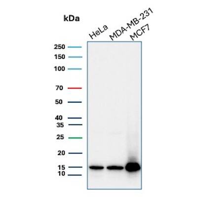 Western Blot Analysis of HeLa, MDA-MB-231 and MCF7 cell lysates using Histone H3.1 [p Ser10] Antibody (rHH3/9924) - Azide and BSA Free
