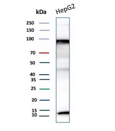 Western blot analysis of HepG2 cell lysate using BAP1 Antibody (BAP1/13501R) - Azide and BSA Free.