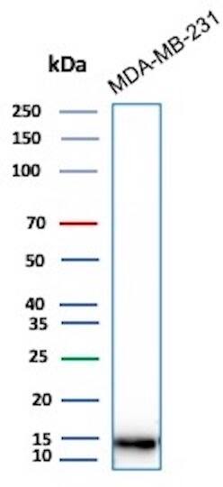 Western Blot Analysis of MDA-MB-231 lysate using Histone H3.1 [p Ser10] Antibody (rHH3/9924) - Azide and BSA Free