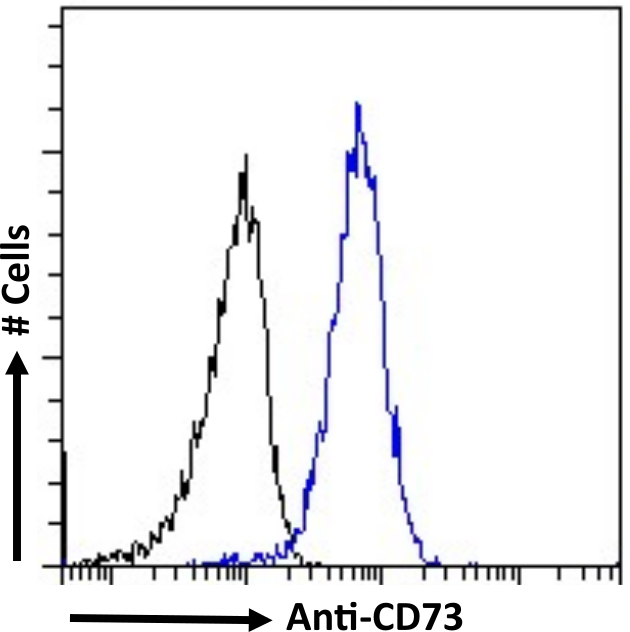 Flow Cytometry: 5'-Nucleotidase/CD73 Antibody (1E9) - Chimeric - BSA Free [NBP3-45121] - Paraformaldehyde-fixed U251 cells permeabilized with 0.5% Triton were stained with the anti-unknown specificity antibody (negative control, black line) or NBP3-45121 (blue line) at a dilution of 1:100 for 1h at RT. After washing, the bound antibody was detected using a goat anti-rabbit IgG AlexaFluor® 488 antibody at a dilution of 1:1000, and the cells were analyzed using a FACSCanto flow-cytometer.