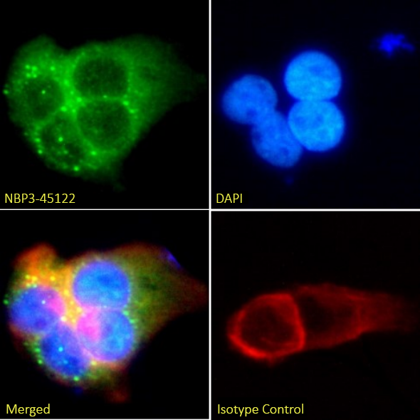 Immunocytochemistry/ Immunofluorescence: 5T4 Antibody (12B12C7C3) - Chimeric - BSA Free [NBP3-45122] - Immunofluorescence analysis of paraformaldehyde-fixed A431 cells on coverslips stained with NBP3-45122 (1:100 dilution) for 1h followed by Alexa Fluor® 488 secondary antibody (1:1000 dilution), showing cytoplasmic, membrane, and vesicles staining. The nuclear stain is DAPI (blue). Panels show, from left-right, top-bottom, NBP3-45122, DAPI, merged channels, and an isotype control. The isotype control was an unknown specificity antibody  followed by staining with Alexa Fluor® 488 secondary antibody.