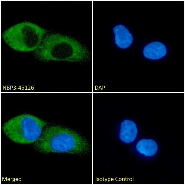 Immunocytochemistry/ Immunofluorescence: Glypican 1 Antibody (AbAb2-GPC1) - Chimeric - BSA Free [NBP3-45127] - Immunofluorescence analysis of paraformaldehyde-fixed MDA-MB-231 cells on coverslips stained with the mouse IgG1 version of this antibody, NBP3-45126, (1:100 dilution) for 1h followed by Alexa Fluor® 488 secondary antibody (1:1000 dilution), showing cytoplasmic staining. The nuclear stain is DAPI (blue). Panels show, from left-right, top-bottom, NBP3-45126, DAPI, merged channels, and an isotype control. The isotype control was an unknown specificity antibody followed by staining with Alexa Fluor® 488 secondary antibody.