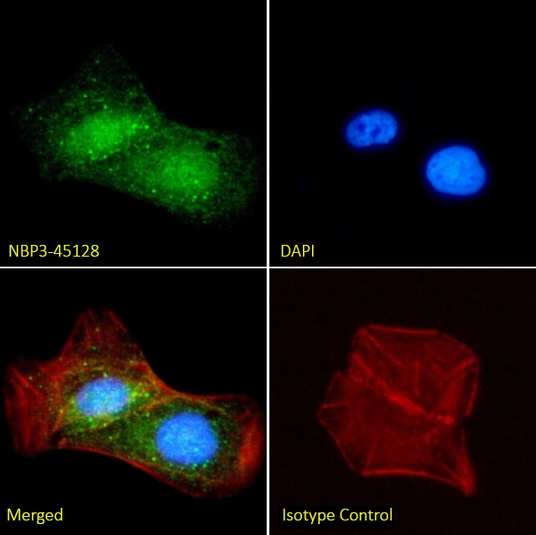 Immunocytochemistry/ Immunofluorescence: DLL3 Antibody (SC16.15) - Chimeric - BSA Free [NBP3-45128] - Immunofluorescence analysis of paraformaldehyde-fixed U2OS cells on coverslips stained with NBP3-45128 (1:100 dilution) for 1h followed by Alexa Fluor® 488 secondary antibody (1:1000 dilution), showing cytoplasmic, vesicle, and nuclear staining. The nuclear stain is DAPI (blue). Panels show, from left-right, top-bottom, NBP3-45128, DAPI, merged channels, and an isotype control. The isotype control was an unknown specificity antibody followed by staining with Alexa Fluor® 488 secondary antibody.