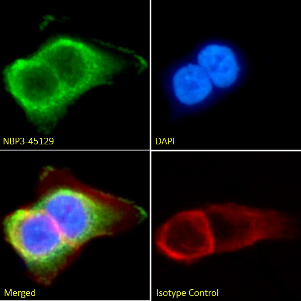 Immunocytochemistry/ Immunofluorescence: CD155/PVR Antibody (SKII.4) - Chimeric - BSA Free [NBP3-45129] - Immunofluorescence analysis of paraformaldehyde-fixed A431 cells on coverslips stained with NBP3-45129 (1:100 dilution) for 1h followed by Alexa Fluor® 488 secondary antibody (1:1000 dilution), showing cytoplasmic and membrane staining. The nuclear stain is DAPI (blue). Panels show, from left-right, top-bottom, NBP3-45129, DAPI, merged channels, and an isotype control. The isotype control was an unknown specificity antibody followed by staining with Alexa Fluor® 488 secondary antibody.