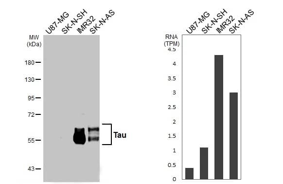 <b>Orthogonal Strategies Validation. </b>Western Blot: Rabbit Tau mAb (HL2982) [NBP3-45159] - Various whole cell extracts (30 ug) were separated by 7.5% SDS-PAGE, and the membrane was blotted with Tau antibody [HL2982] diluted at 1:1000. The HRP-conjugated anti-rabbit IgG antibody was used to detect the primary antibody. Corresponding RNA expression data for the same cell lines are based.