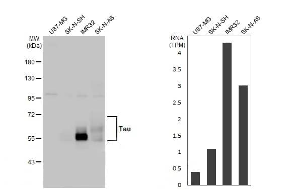 <b>Orthogonal Strategies Validation. </b>Western Blot: Rabbit Tau mAb (HL2736) [NBP3-45160] - Various whole cell extracts (30 ug) were separated by 7.5% SDS-PAGE, and the membrane was blotted with Tau antibody [HL2736] diluted at 1:1000. The HRP-conjugated anti-rabbit IgG antibody was used to detect the primary antibody. Corresponding RNA expression data for the same cell lines are based on Human Protein Atlas program.