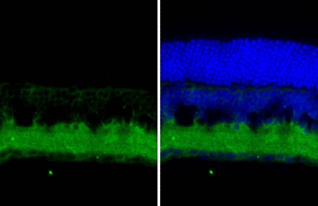 Tau antibody [HL2736] detects Tau protein by immunohistochemical analysis.Sample: Frozen-sectioned mouse eye.Green: Tau stained by Tau antibody [HL2736] (NBP3-45160) diluted at 1:250.Blue: Hoechst 33342 staining. 