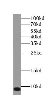 Western Blot TOMM6 Antibody - BSA Free