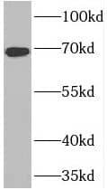 Western Blot: FNBP1L Antibody - BSA Free [NBP3-45165] - Mouse brain tissue were subjected to SDS PAGE followed by western blot with (FNBP1L antibody) at dilution of 1:300