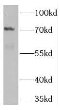 Western Blot Tnk1 Antibody - BSA Free