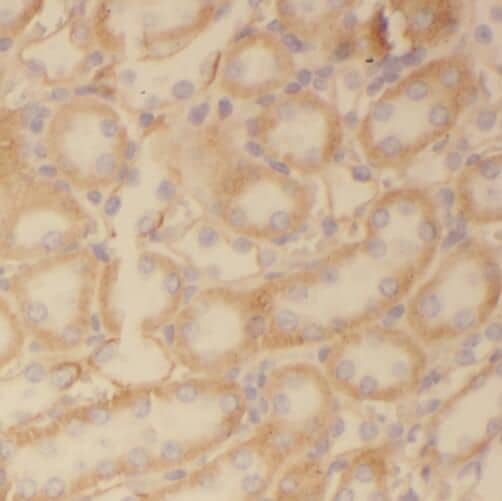 Immunohistochemistry: TMX2 Antibody - BSA Free [NBP3-45177] - Immunohistochemistry of paraffin-embedded human kidney using (TMX2 antibody) at dilution of 1:200