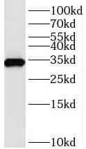 Western Blot: TMX2 Antibody - BSA Free [NBP3-45177] - Human brain tissue were subjected to SDS PAGE followed by western blot with (TMX2 antibody) at dilution of 1:500
