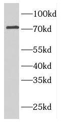 Western Blot ELL2 Antibody - BSA Free