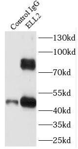 Immunoprecipitation ELL2 Antibody - BSA Free