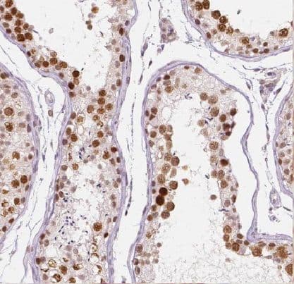 Immunohistochemistry EDRF1 Antibody - BSA Free