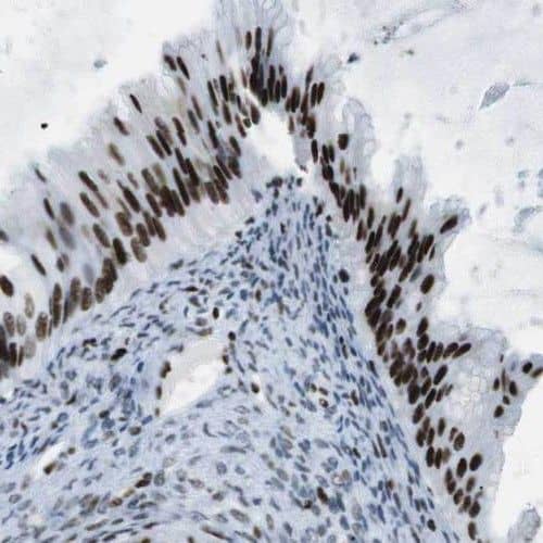 Immunohistochemistry TMEM5 Antibody - BSA Free