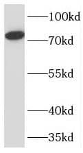 Western Blot TMEM214 Antibody - BSA Free