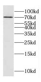 Western Blot: DNAJC21 Antibody - BSA Free [NBP3-45200] - HEK293 cells were subjected to SDS PAGE followed by western blot with (DNAJC21 antibody)at dilution of 1:2000
